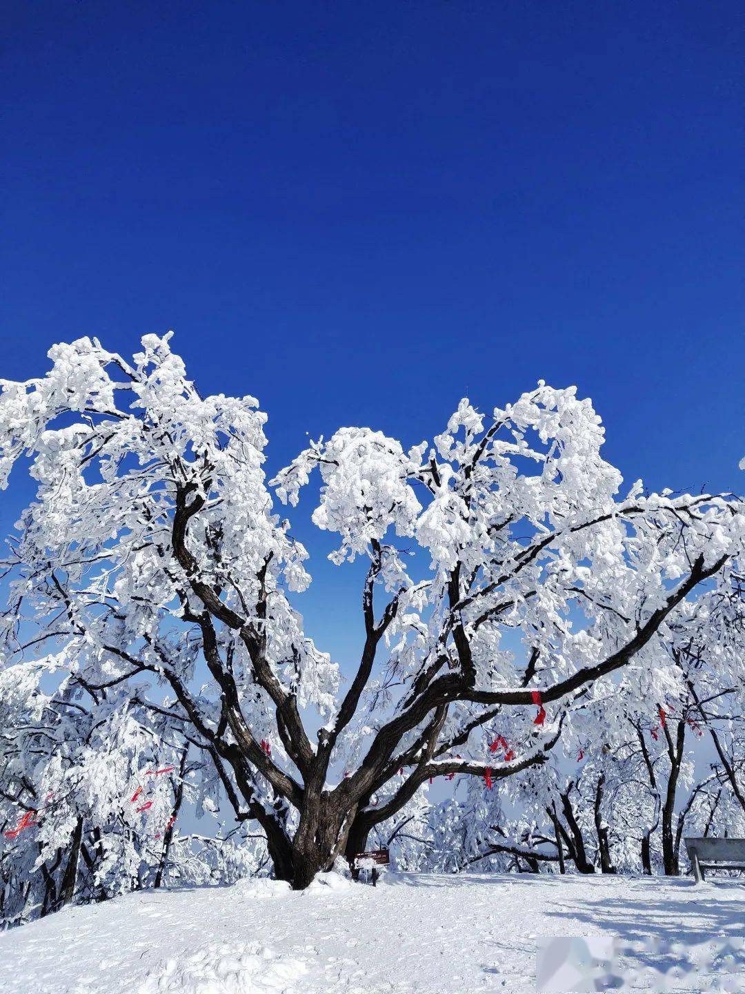 2021年的第一场雪,滑雪,赏雪统统安排