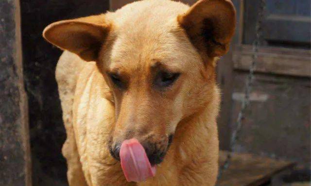 中华田园犬中罕见的黄皮白面和黑煞犬见过都是一种福气