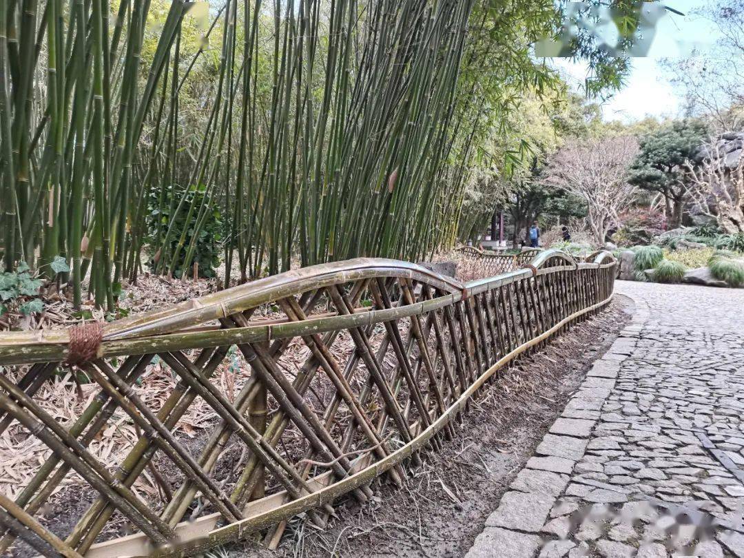与古猗园原有竹篱笆不同的是,此次制作竹编围栏,从砍伐竹子到成品