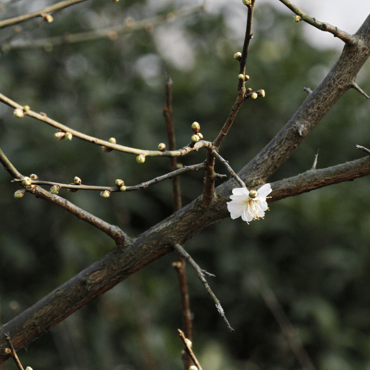 未见梅花影,不解梅花情——来西溪探梅品梅韵吧!