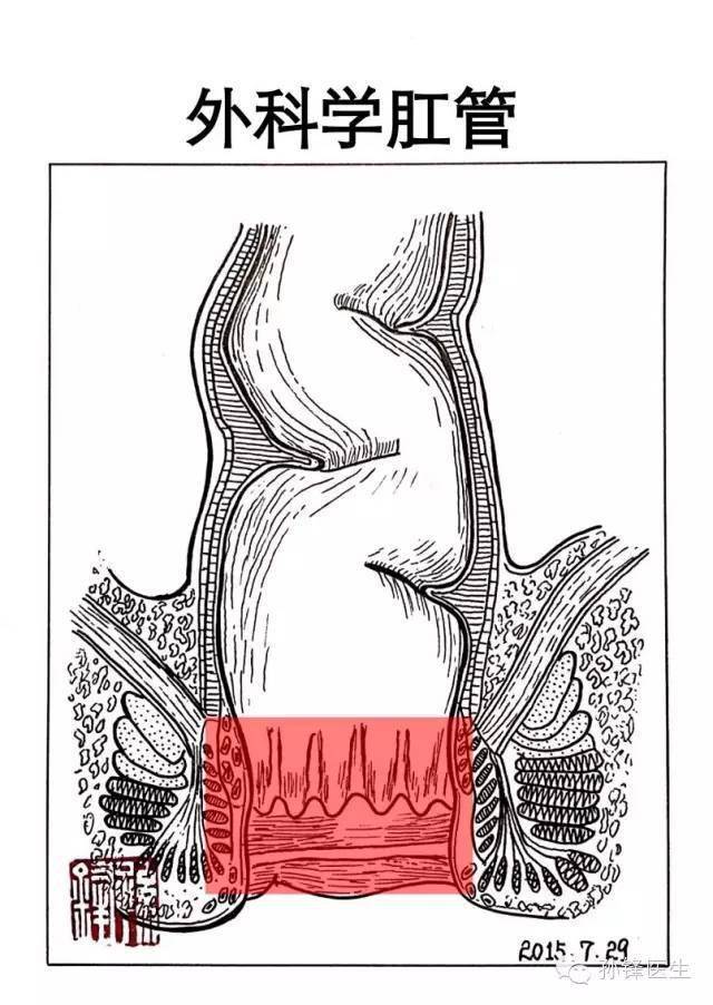 解剖学肛管是指齿状线到肛门缘的部分,又称皮肤肛管或固有肛管,前壁