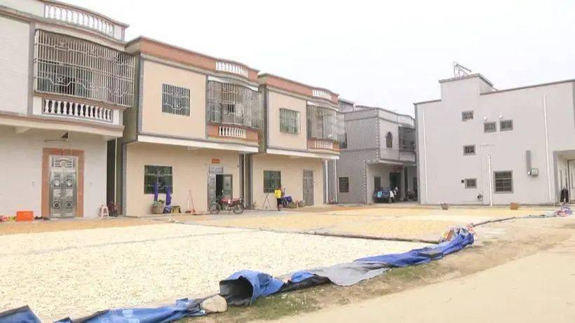 惠东这个村的人靠种萝卜,住上了"萝卜别墅"_铁涌镇