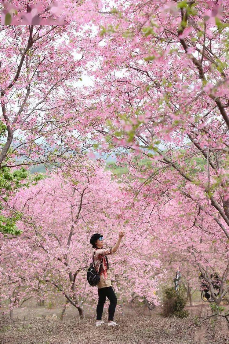 春节丨樱你相遇天天出发与你相约春天的浪漫打卡最美的樱花公园