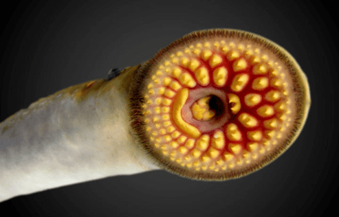 "血盆大口"七鳃鳗 3.6亿年前就存在的"吸血鬼鱼"