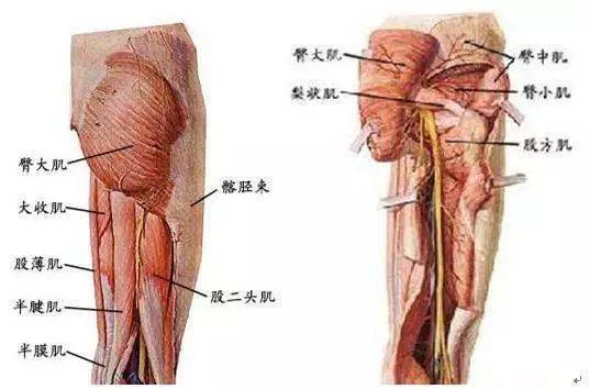 症状影响范围也不一样,臀上皮神经放射性,隐约不定地影响到腰,臀部及