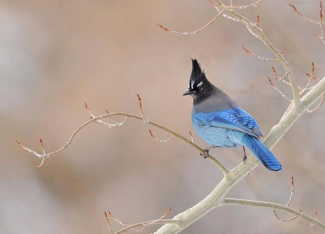 暗冠蓝鸦 (steller"s jay).