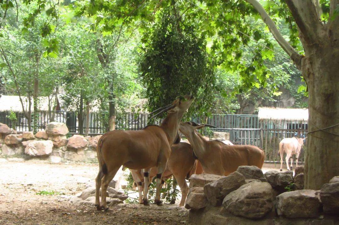 见水印) 英文名:nyala 拉丁名:tragelaphus angasii  英文名:bongo