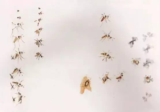 画蜜蜂,胸,腹之间可点黄色,也可不点.