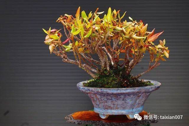 缩缅葛盆景
