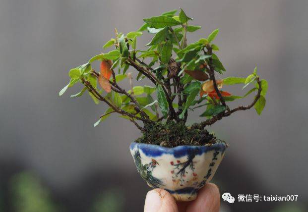 缩缅葛盆景
