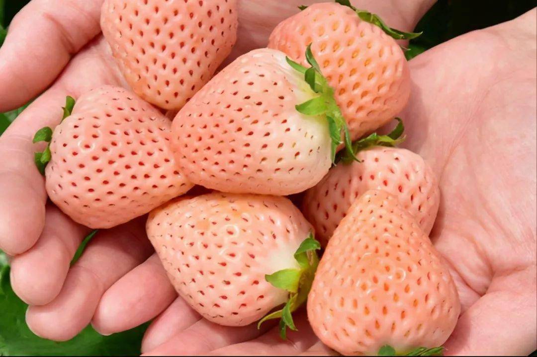 在日本的电商零售渠道上,淡雪草莓的价格在7400日元/斤(含税)左右