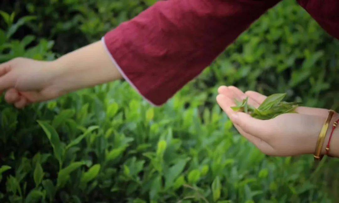 白居易的《琵琶行》"前月浮梁买茶去"中的浮梁茶就是从里走出来,闻名
