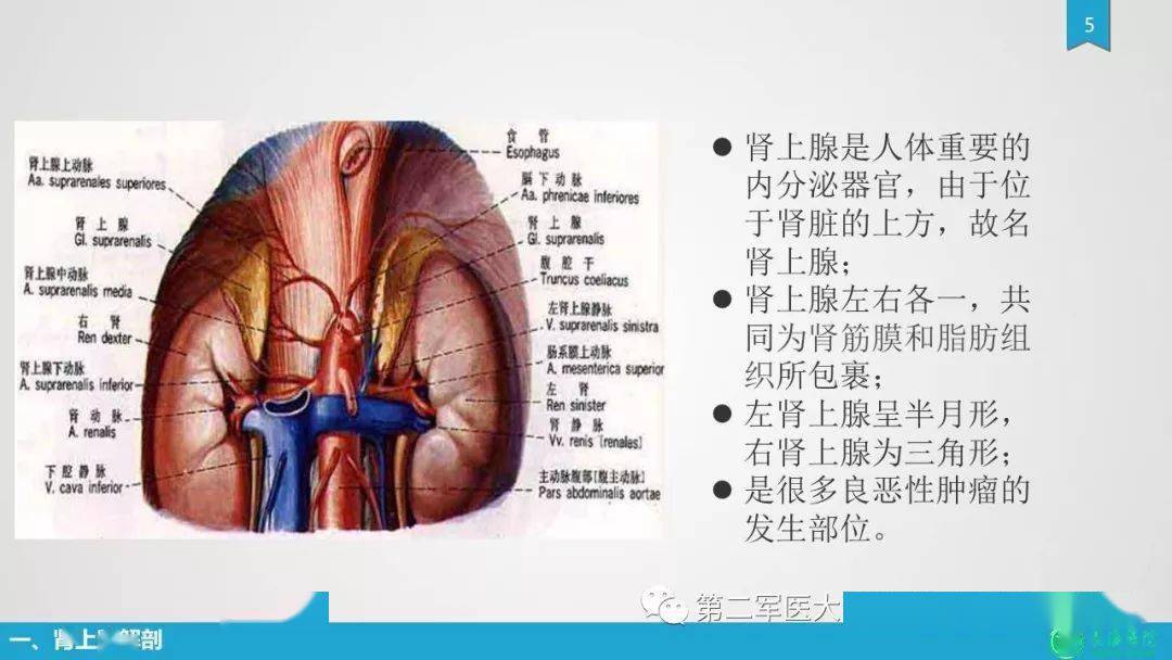 肾上腺肿物的分类及其影像学特点_手机搜狐网