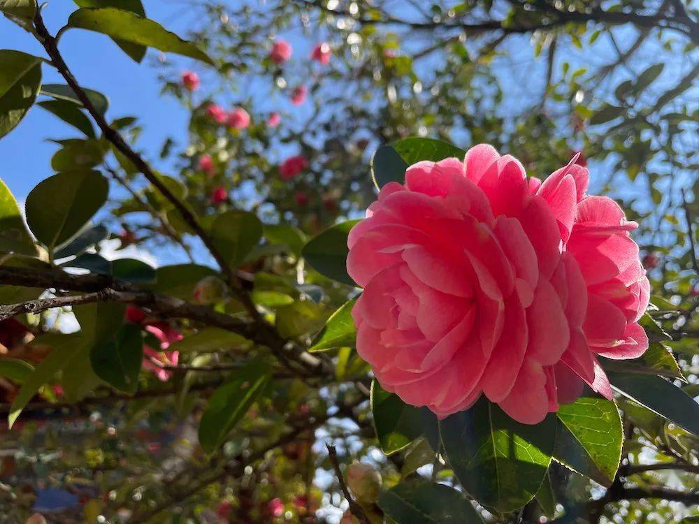 如前所述,我实非爱花且能赏花之人,这会子要我写华亭寺茶花之美,不是