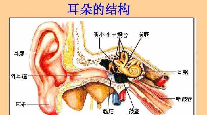 采耳第一步,要认识耳朵结构,耳朵分为三部分:外耳,中耳,内耳.