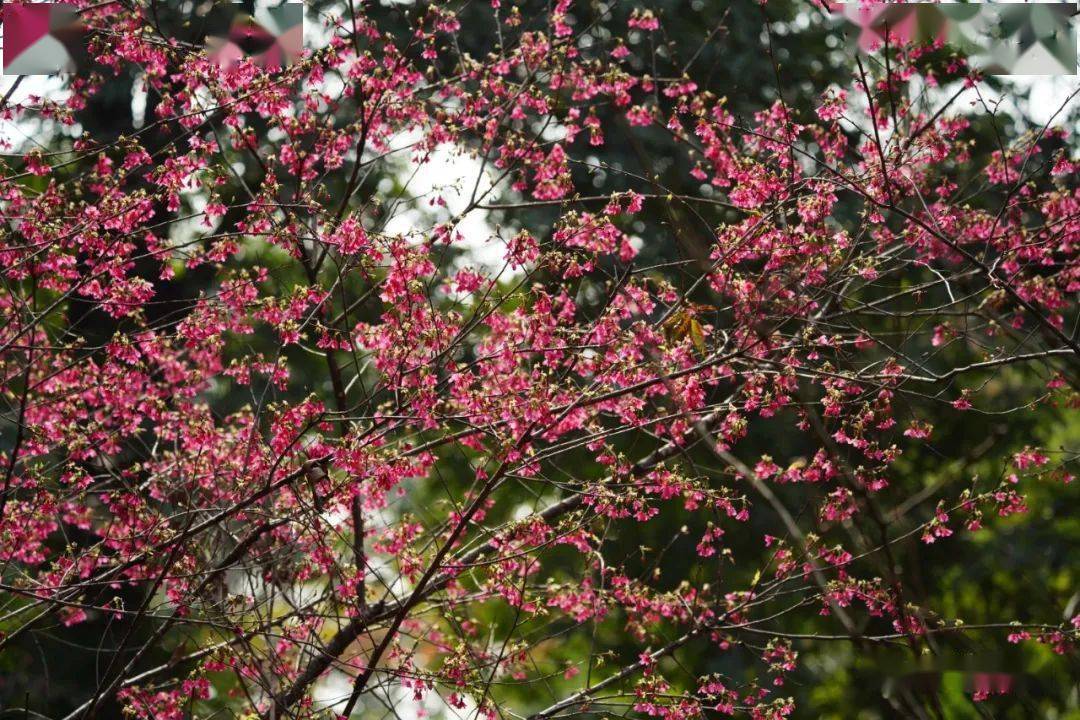 二月花讯丨南国春来早