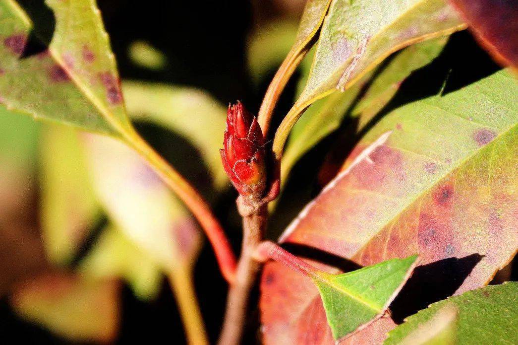 背景 壁纸 绿色 绿叶 树叶 植物 桌面 1045_695