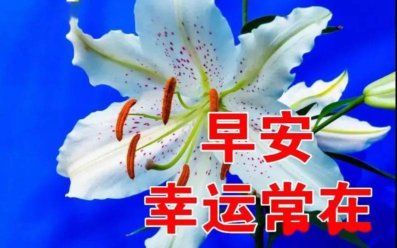 2021冬日早安问候祝福动态图片鲜花带字,特别漂亮早上