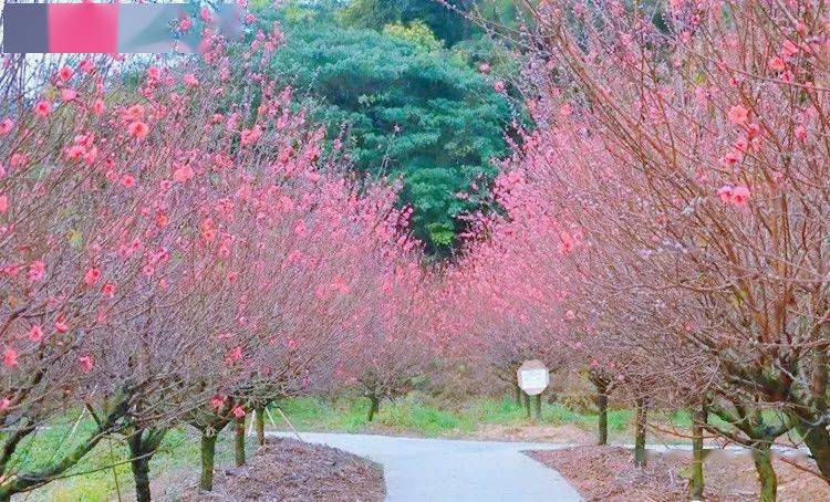 【春节假期·油菜花桃花】千亩油菜花 百亩桃花园