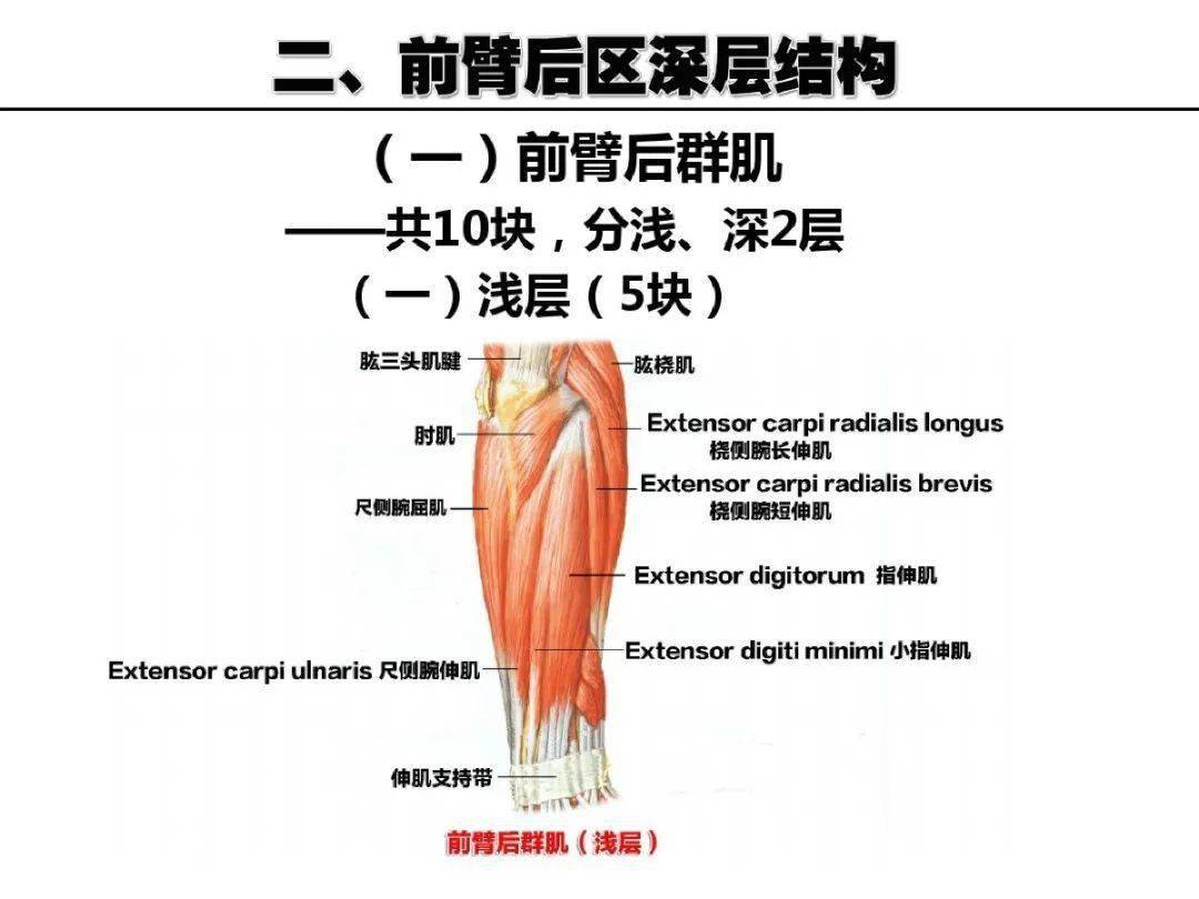 超详细上肢局部解剖,果断收藏!