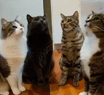 每日一笑,每逢佳节胖三斤