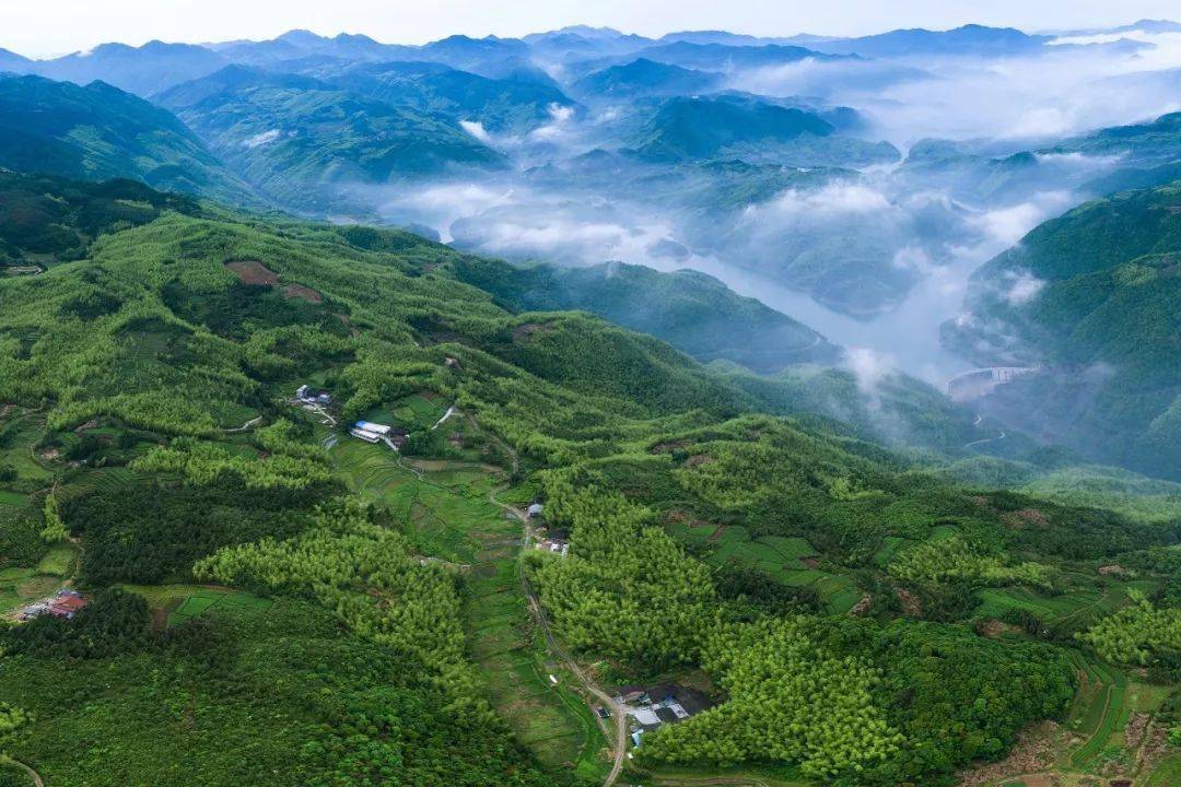 福鼎白茶产区介绍磻溪大洋山