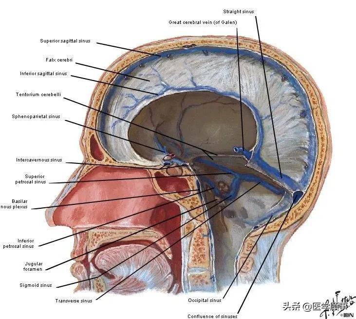 下矢状窦(inferior sagittal sinus, iss) 位于纵裂,属于大脑半球