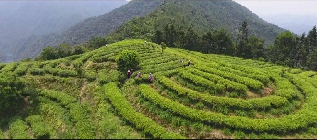 茶乡湿地 梦中南洋—福建漳平南洋国家湿地公园