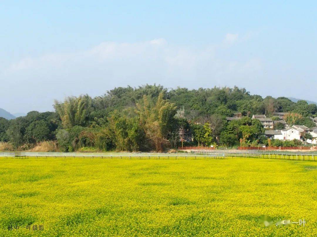 狮峰白鹭湖油菜花海周六对游客开放