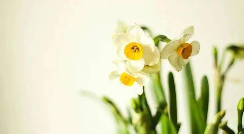 水仙花