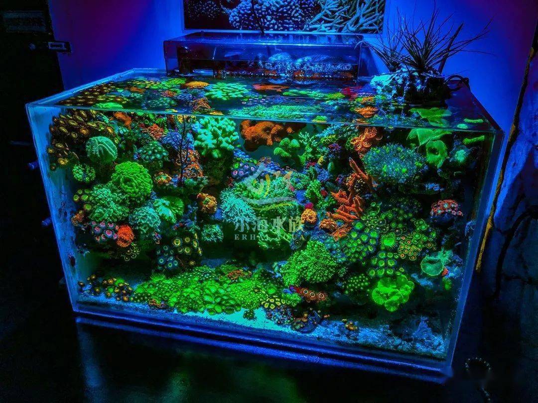 此篇,尔海水族为您分享60悬浮景海水缸的变化过程.