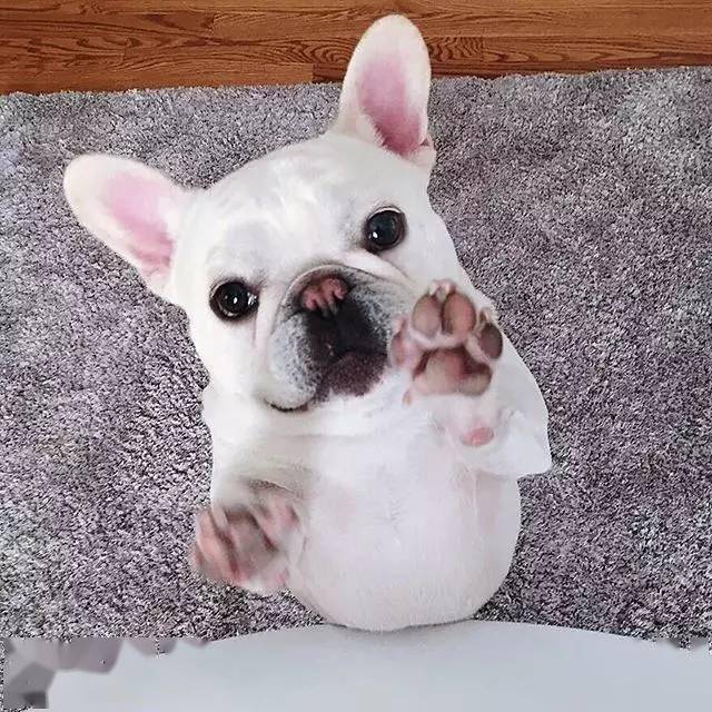 萌犬| 家有法国斗牛犬是一种怎样的心情?_欧那