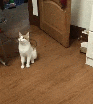 试图用臭拖孩臭晕小猫咪 论小猫咪的条件发射有多快!