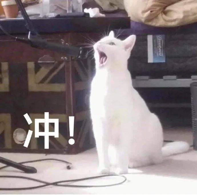 二月,小猫咪来为你加油打气啦!