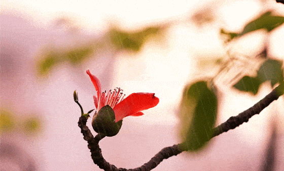 五律 立春 张学英 瑞雪兆丰年,山川靓大千. 春声萦睡柳,梅韵醒鼾莲.