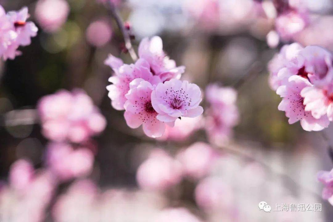 鲁迅公园的梅花开啦又美又香