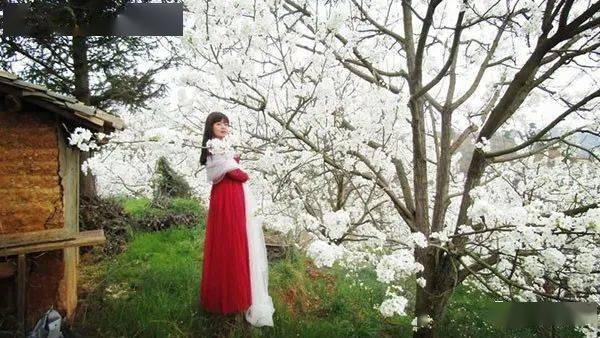 梨花飞,盼君归