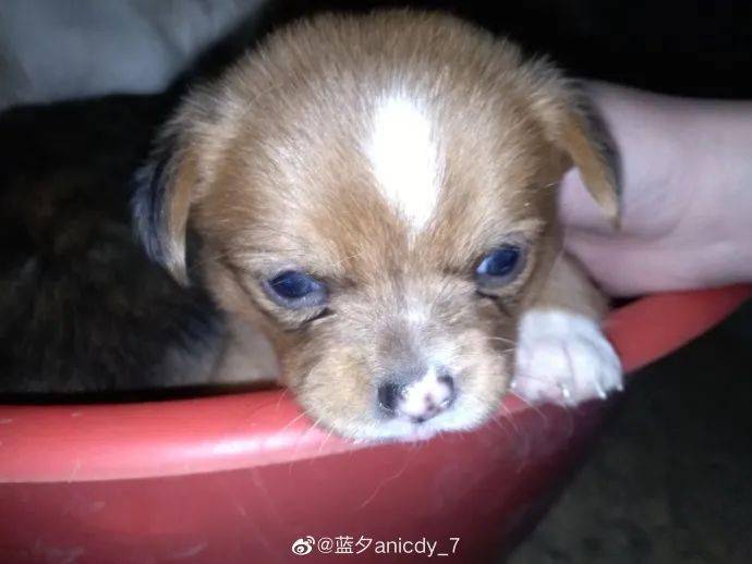 【狗狗领养】六只满月小奶狗寻领养