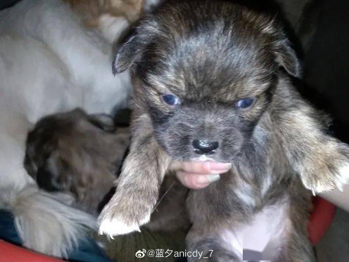 【狗狗领养】六只满月小奶狗寻领养