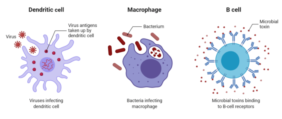 三种抗原呈递细胞:树突状细胞,巨噬细胞,b细胞