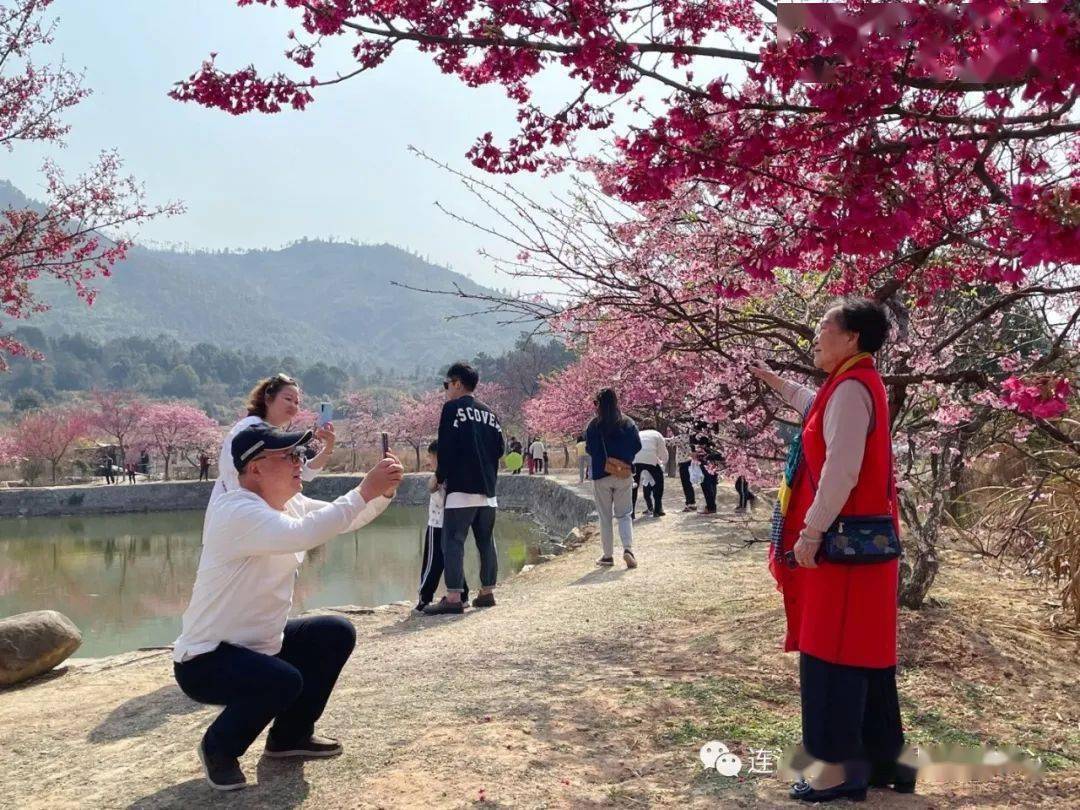 驱车来到位于丹阳镇山边村的福建丹樱生态园,走进门,拐过一个小道湾