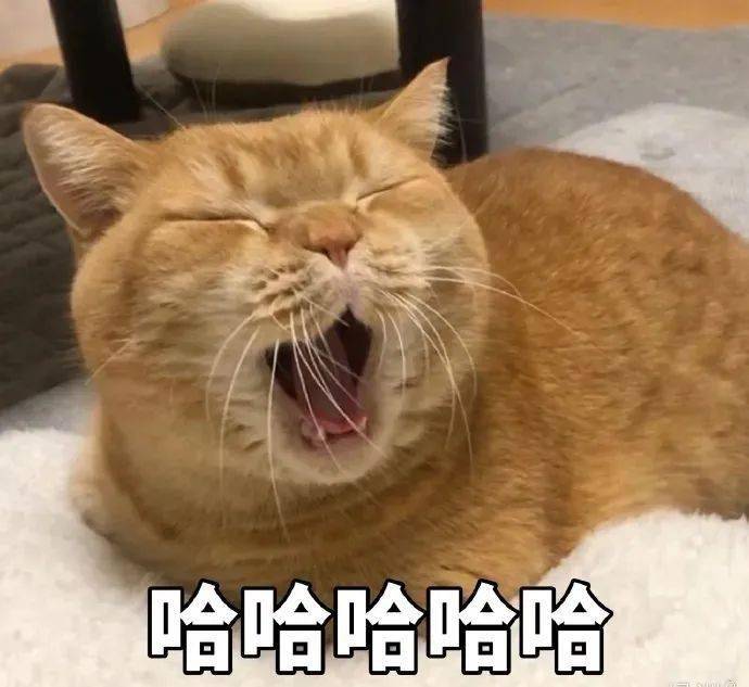 沙雕猫