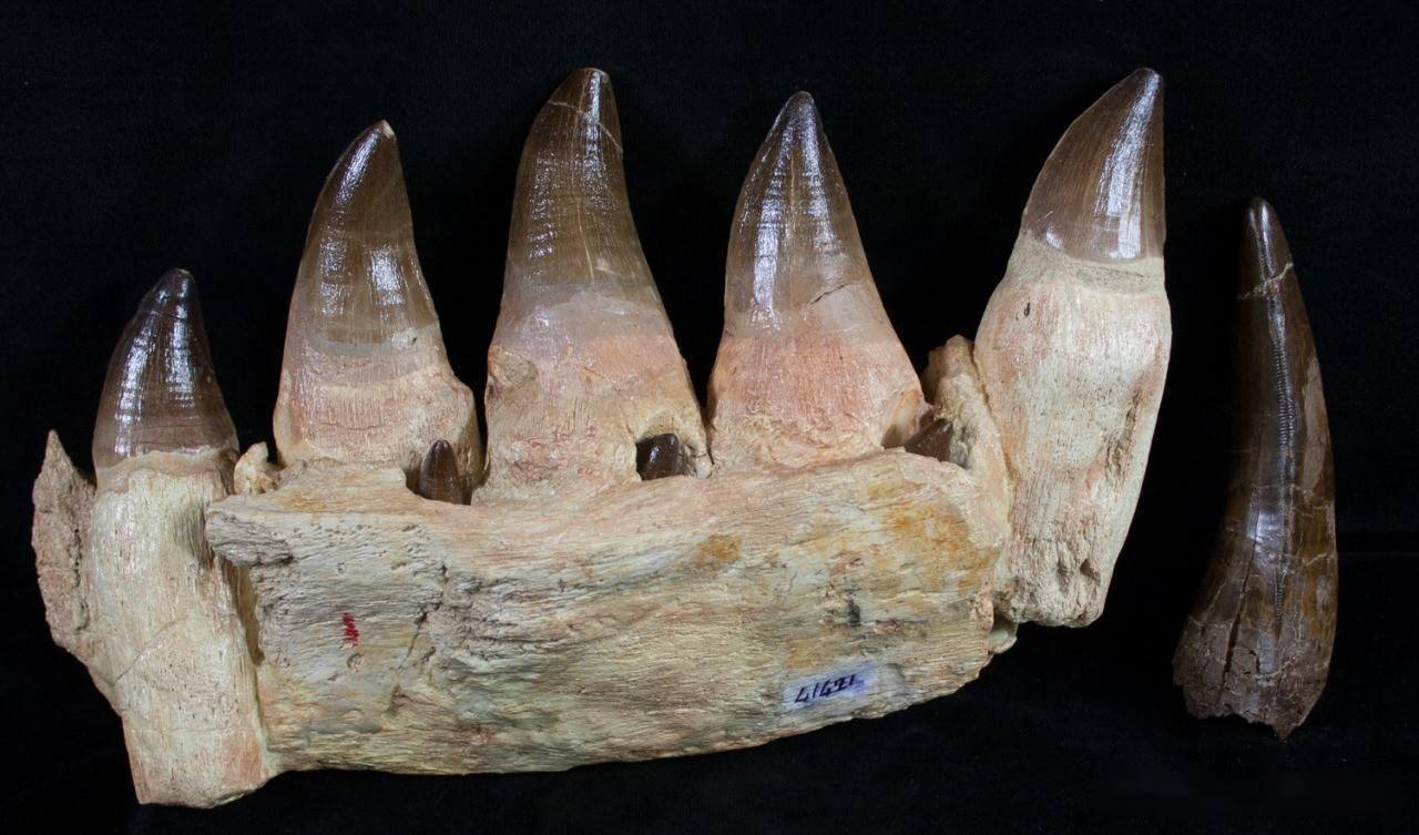 图注:在摩洛哥发现的沧龙牙齿化石,图片来自网络