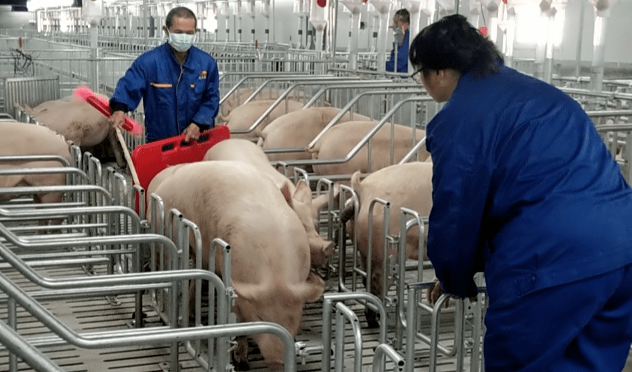 正大康地丹麦原种猪通过45天隔离检疫,宣告引种圆满成功