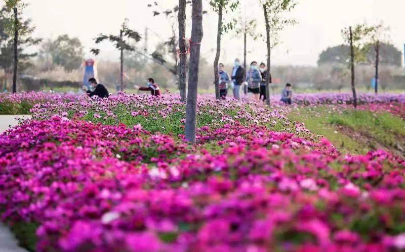 春暖花开,春节就到东莞这些地方赏花吧~_的花海