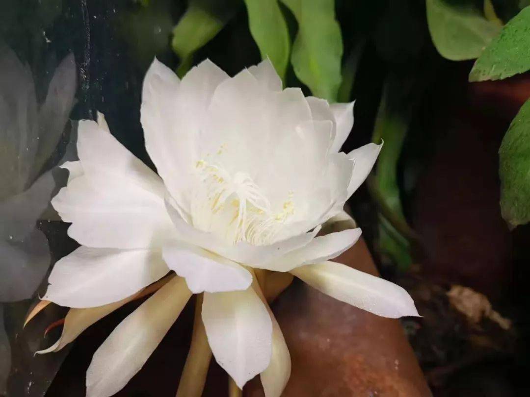 巧施"昼夜颠倒"之法,可令昙花白天开花,花期可长达一天!