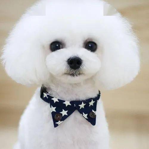 彩铅动物比熊犬的画法与步骤