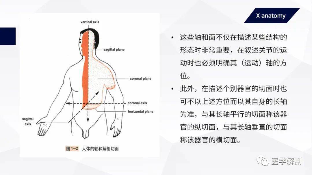 人体解剖学常用解剖学术语学解剖必看