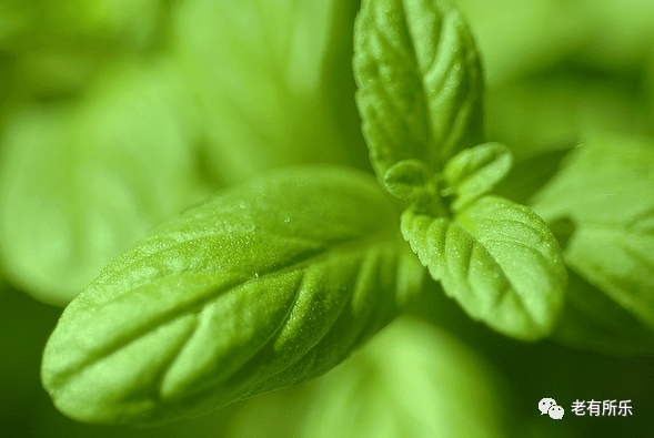 太全了!100种花的花语,简直美炸天