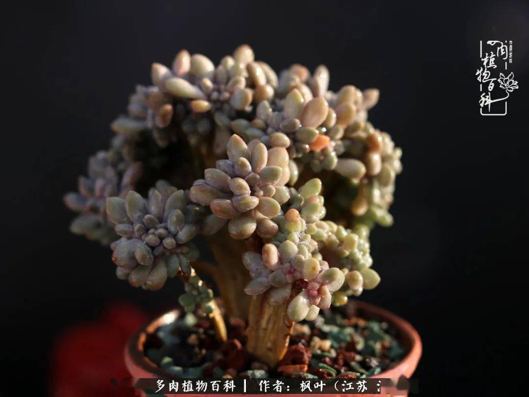 醉美人缀化